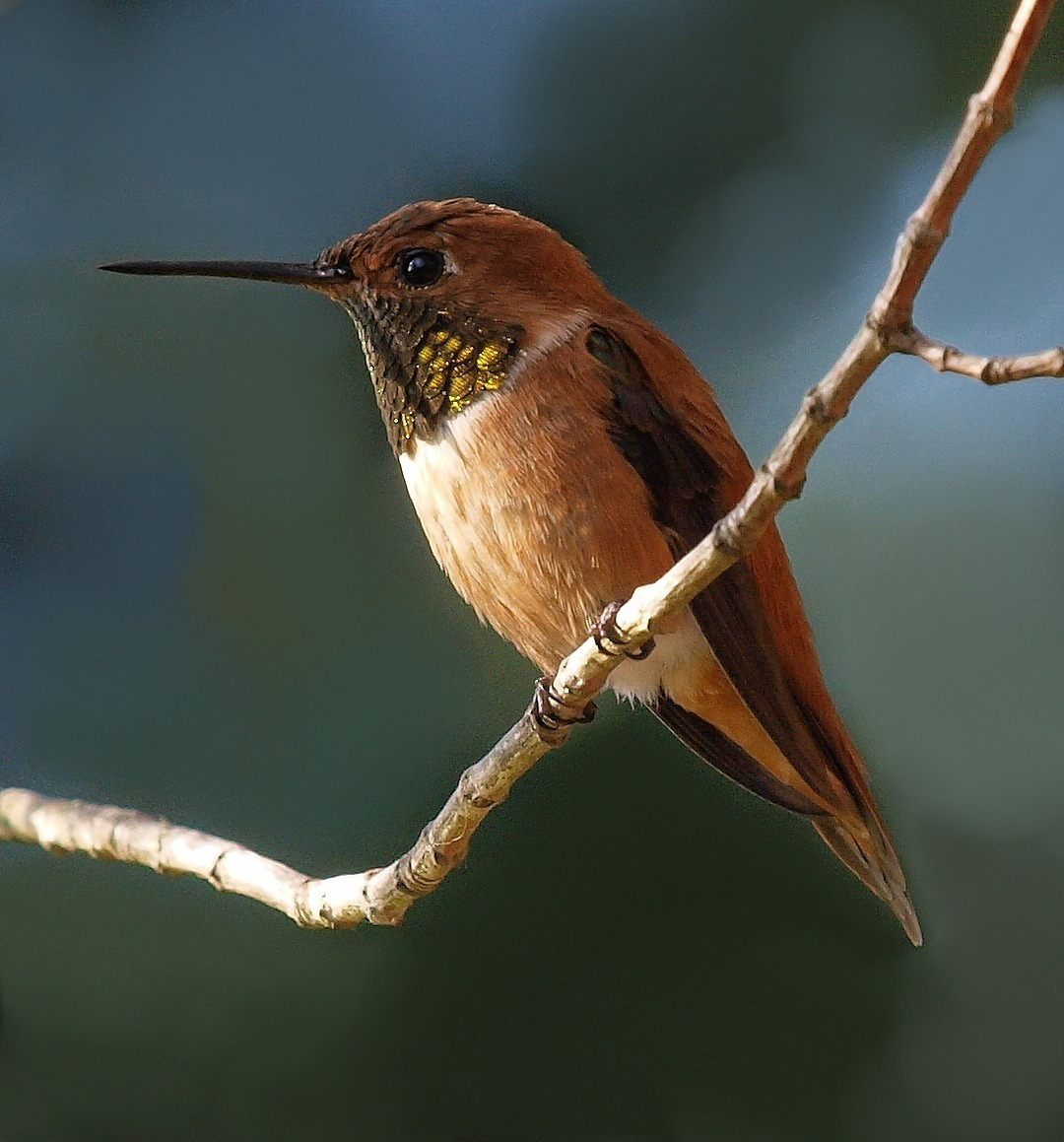Rufus Hummingbird