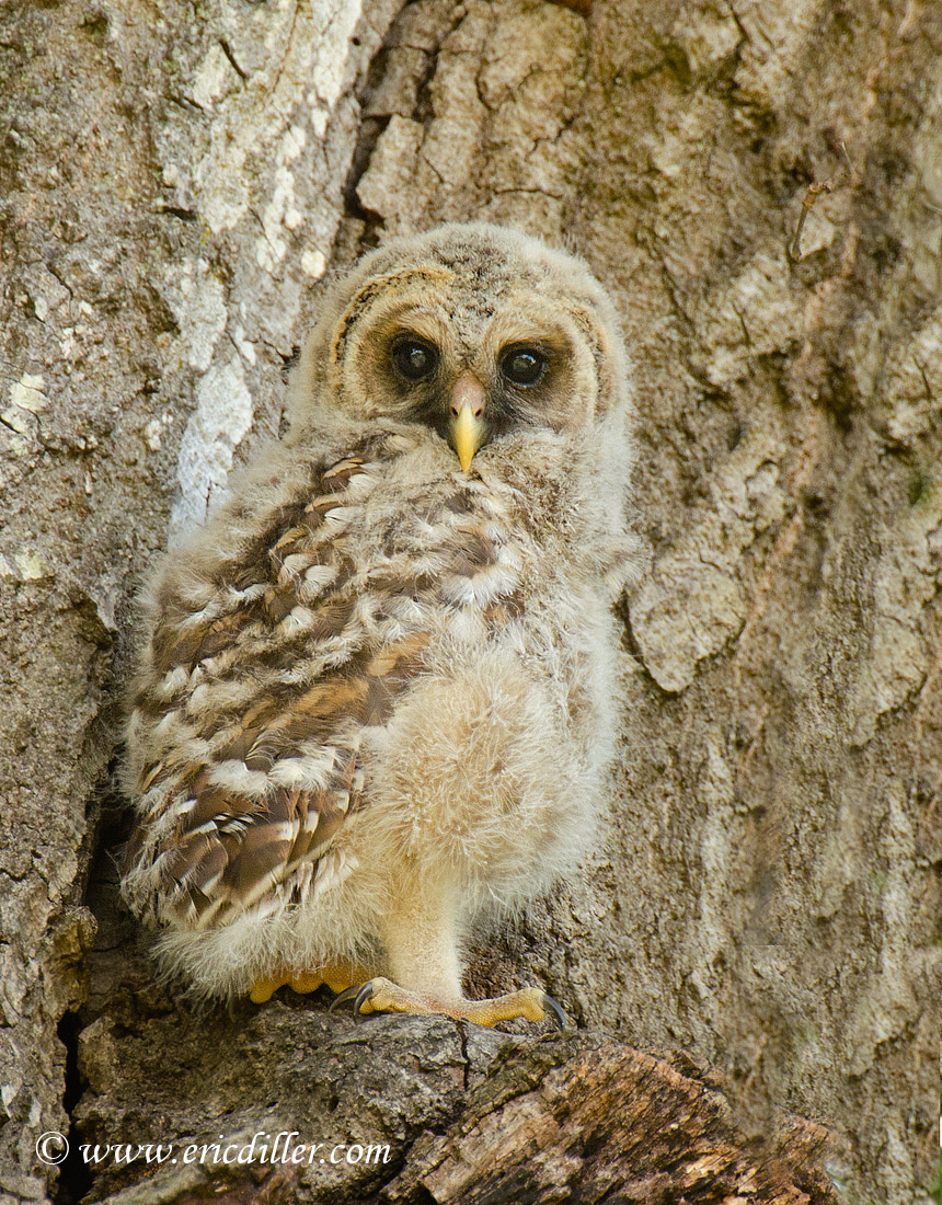 Barred Owl Chick
