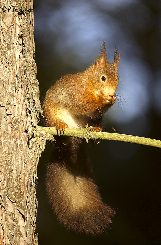 Red Squirrel