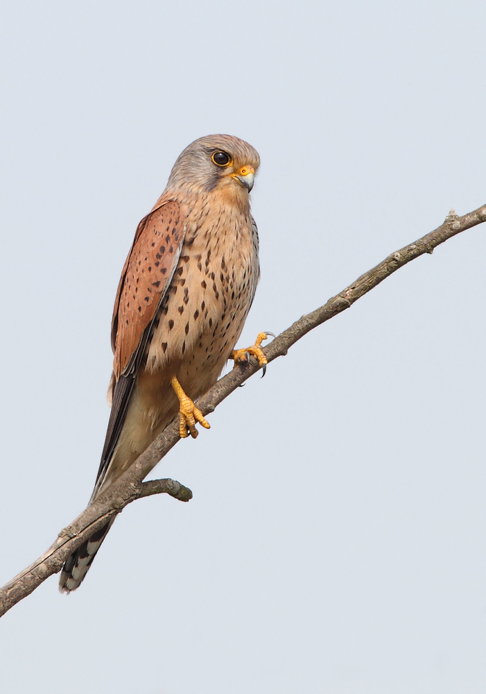 Male Kestrel