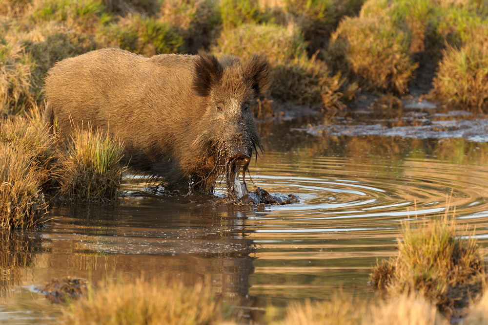 Wild boar drinking