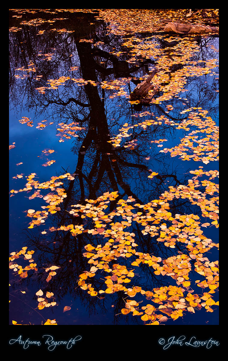 Autumn Regrowth
