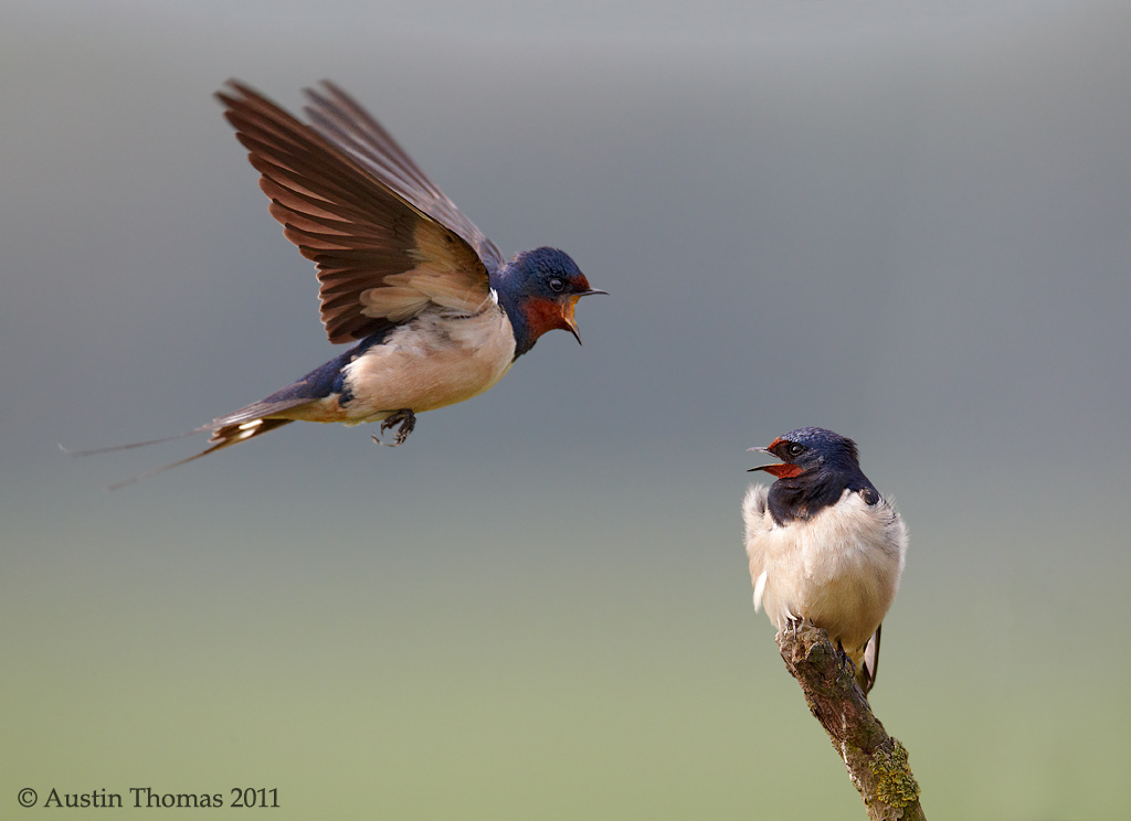 Swallow in flight