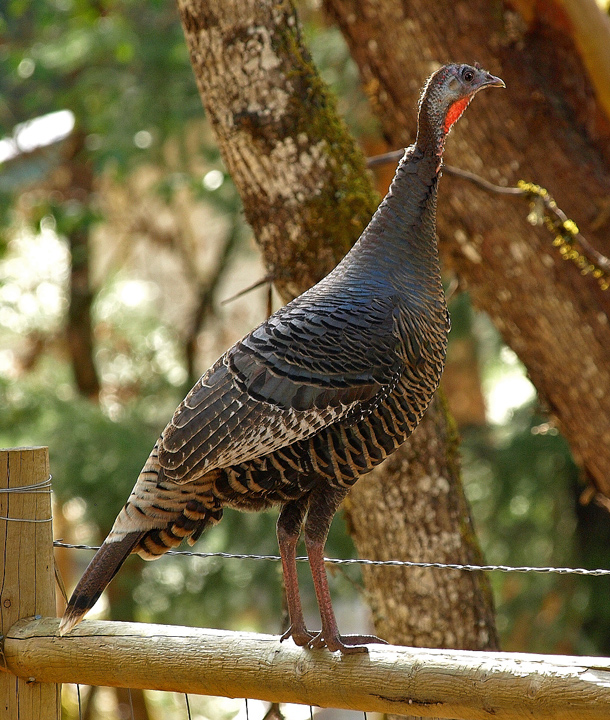 Wild Turkey #480 