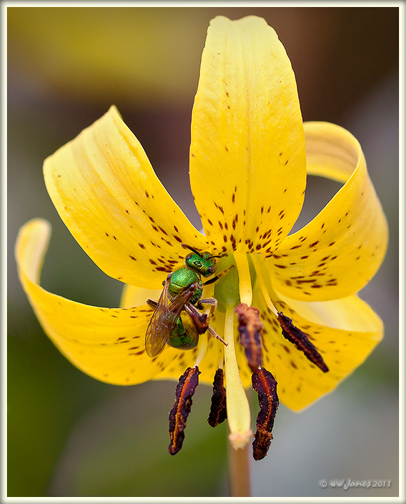 Sweat  Bee & Trout Lily