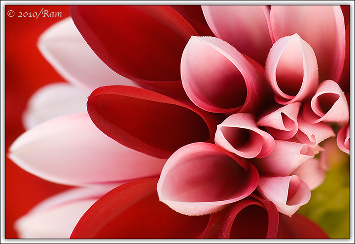 Red/White Dahlia