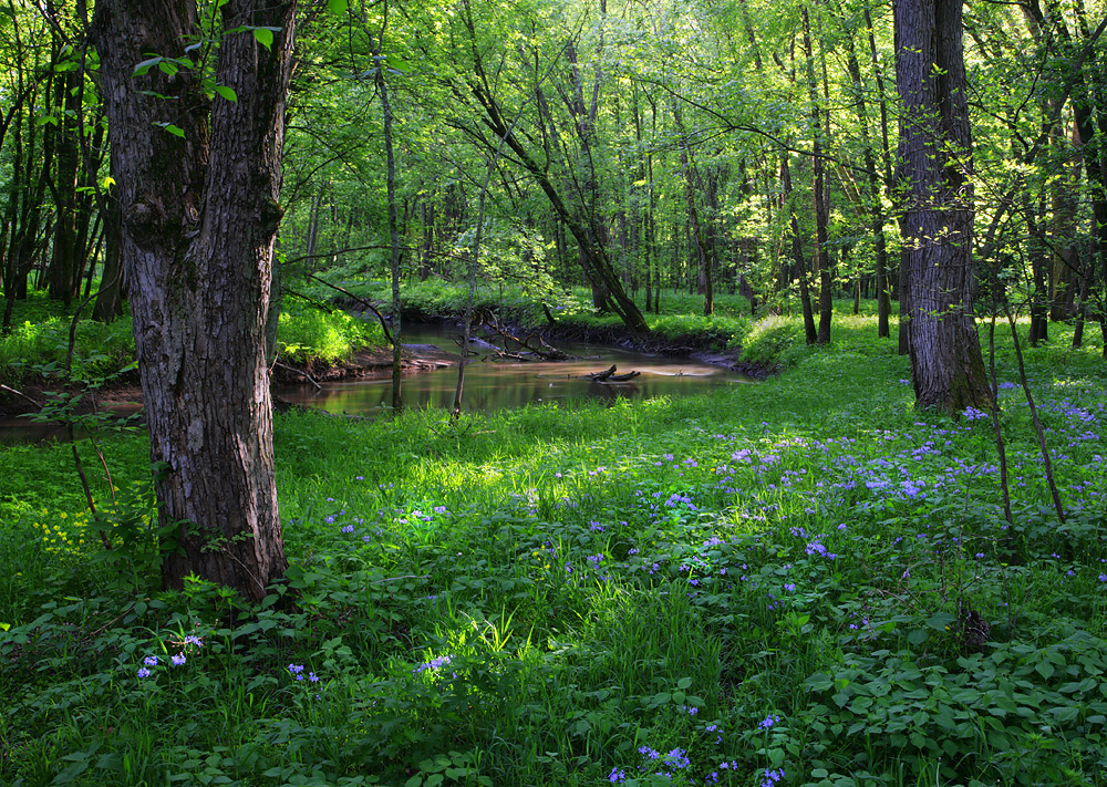 Spring On Bear Creek