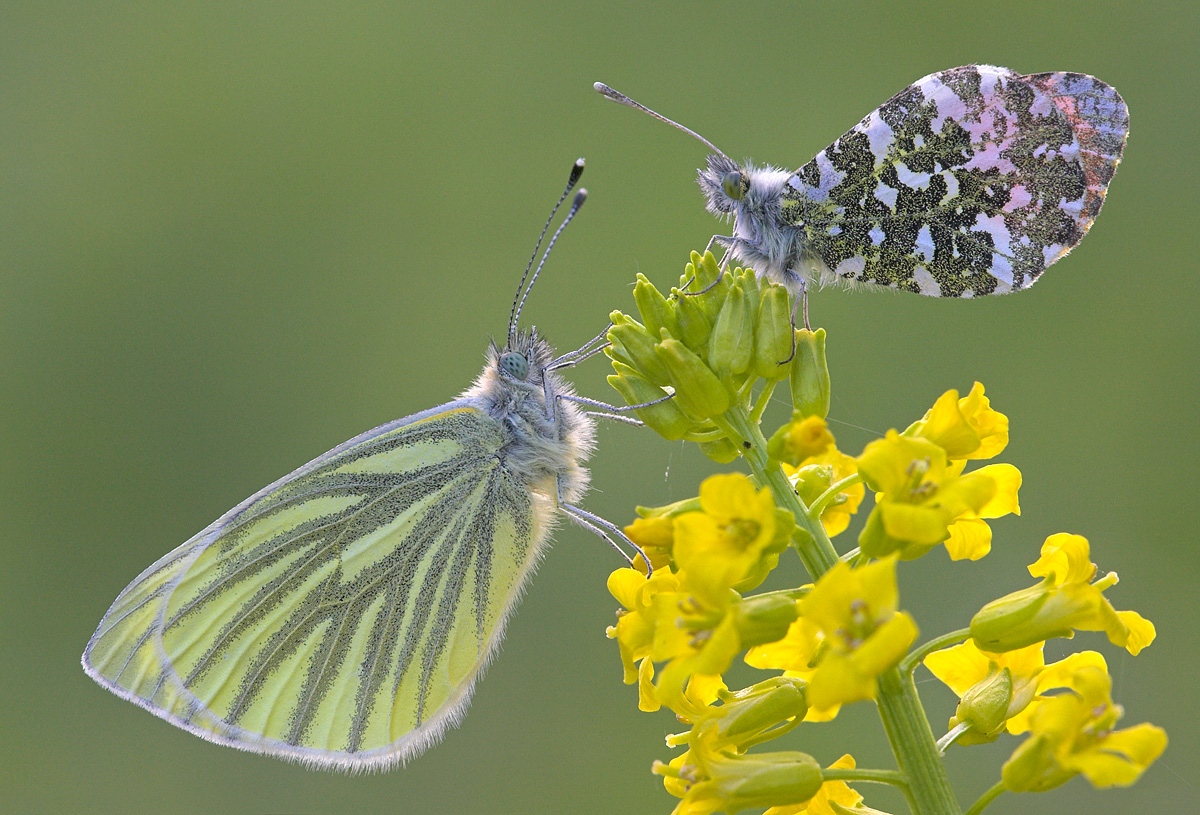 2 Butterflies.