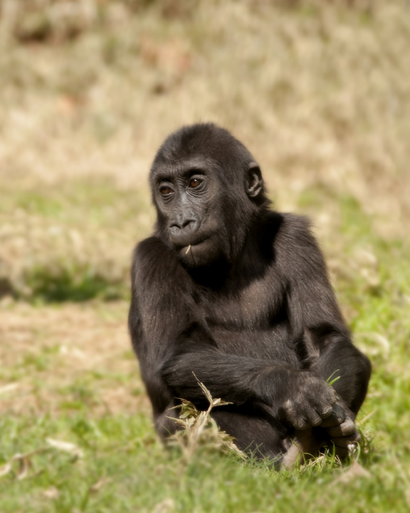 Baby Gorilla