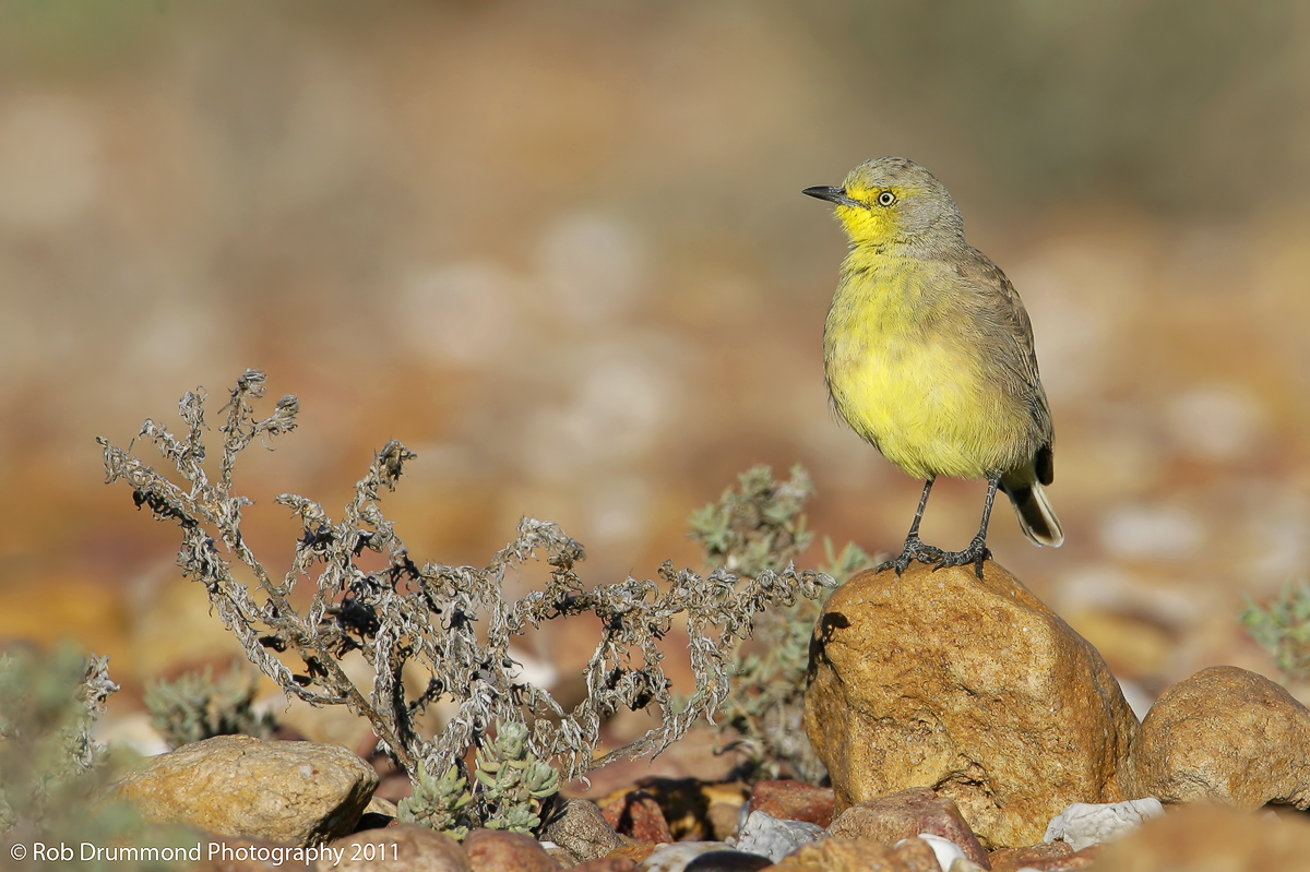 Gibberbird