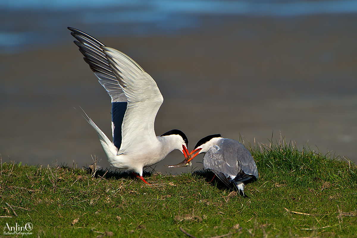 Common Tern