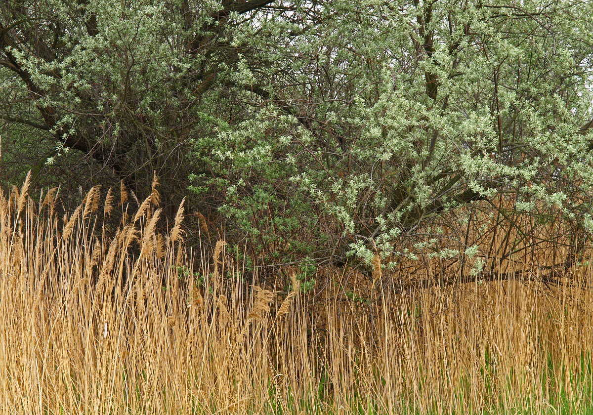 Spring in the Steppes