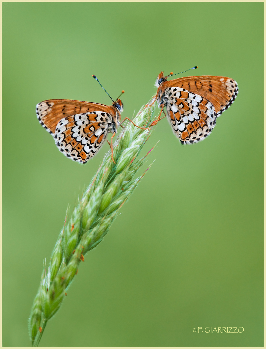 Fritillaries
