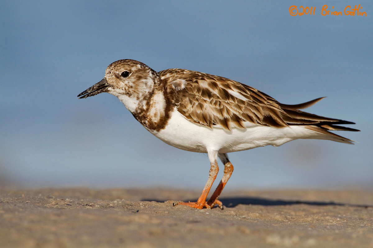 Ruddy Turnstone