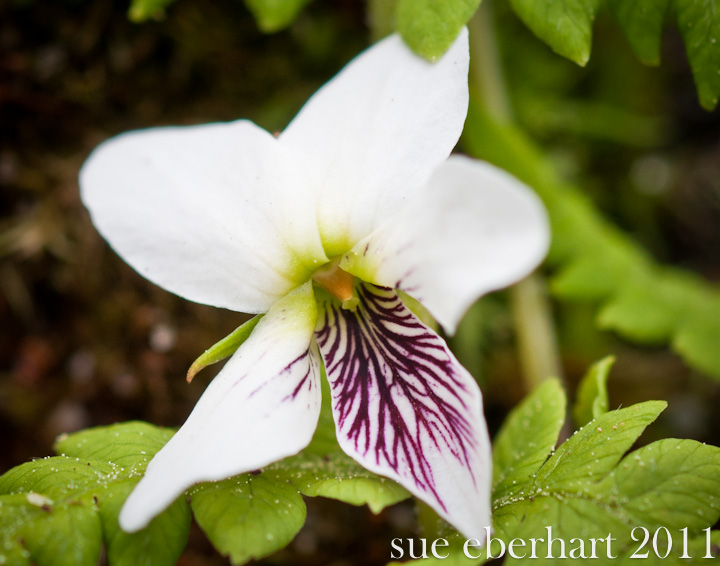 Wild Violet