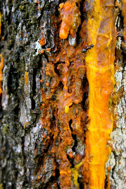 The Bleeding Tree