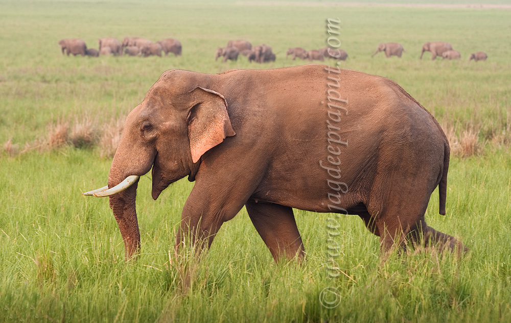 Away from the herd