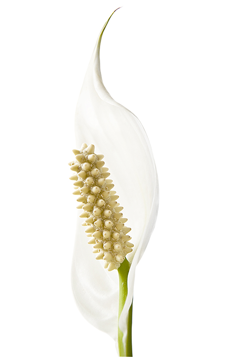 Peace Lily + Repost