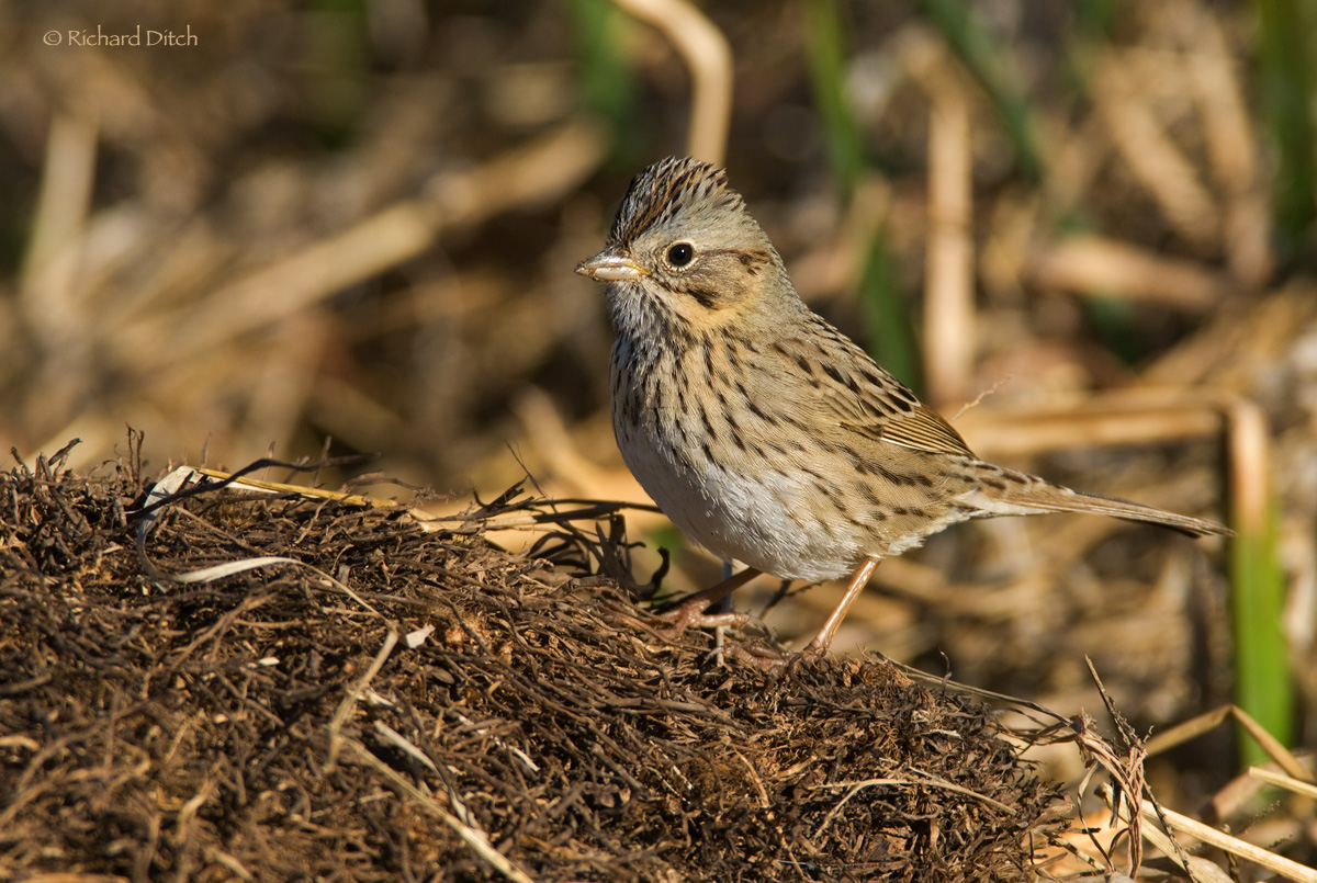 Lincoln's Sparrow