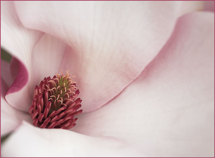 Pink Magnolia