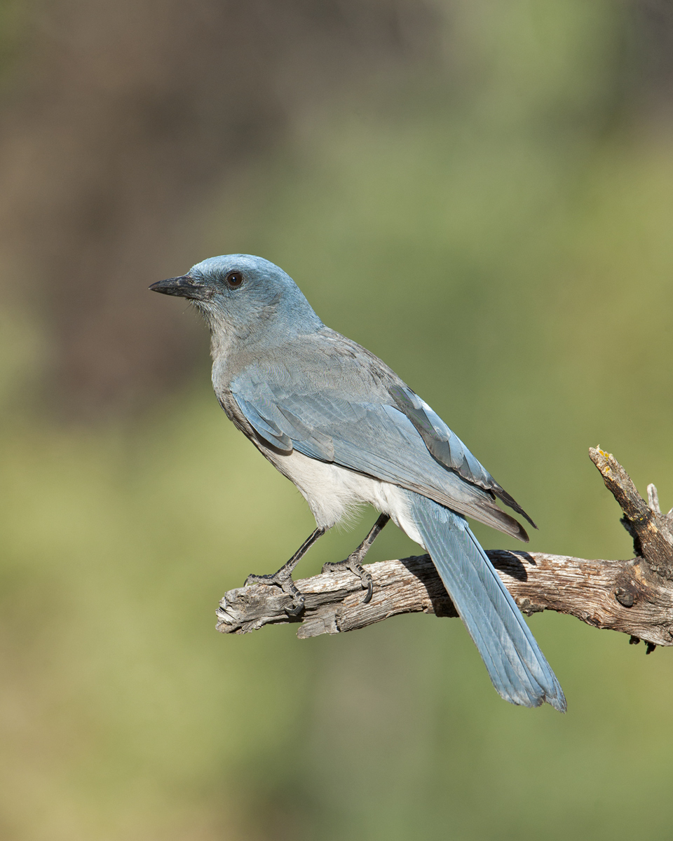 Mexican Jay