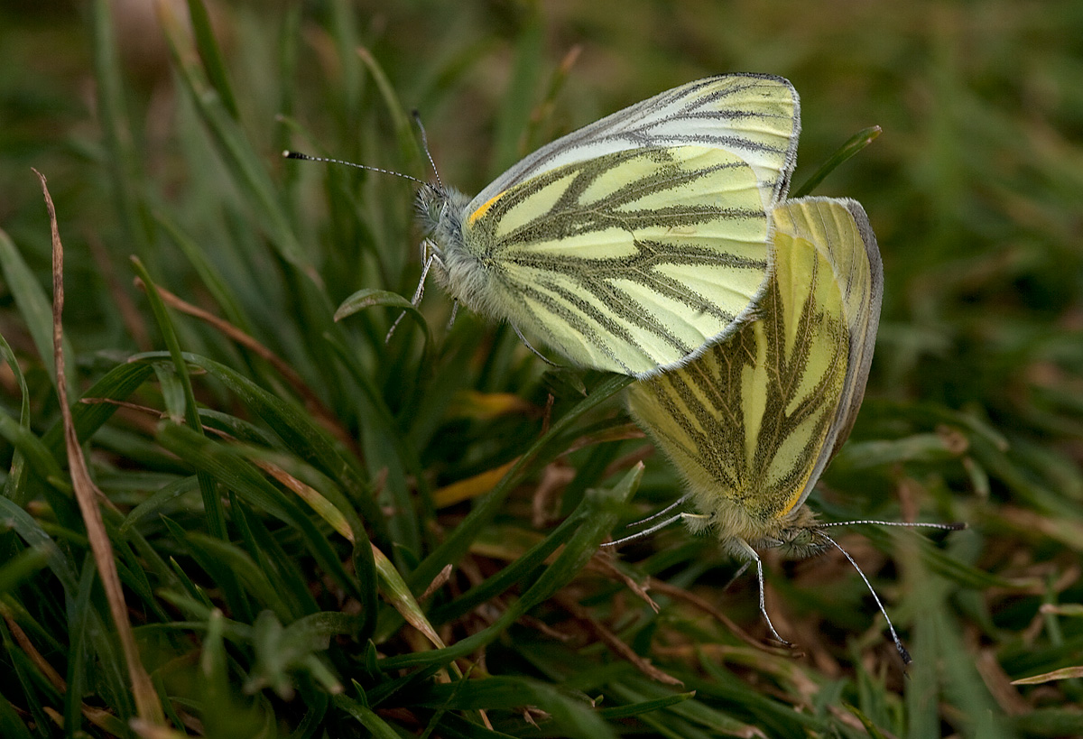 Green Vein's Mating