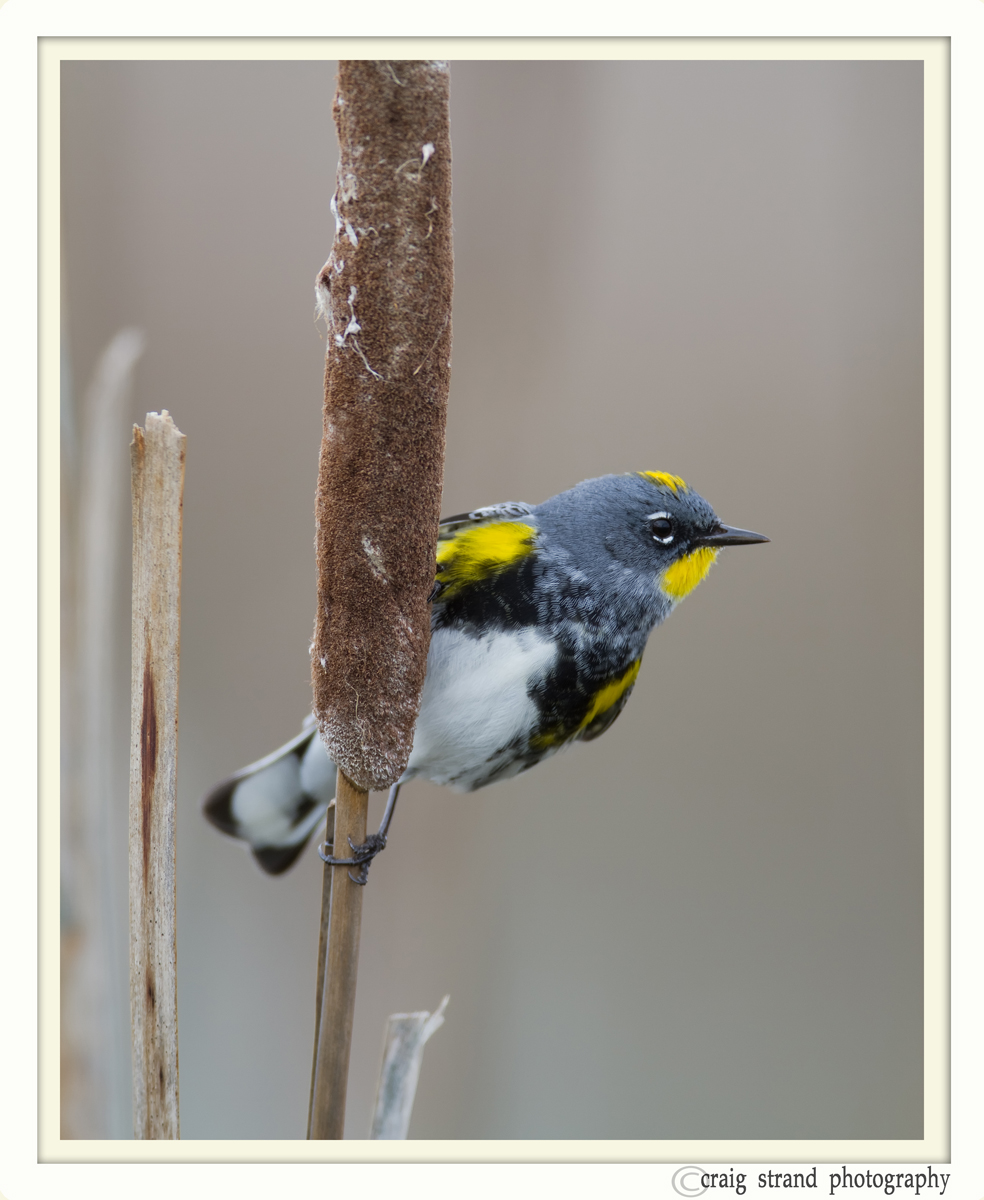 Audubon's Yellow Rumped 