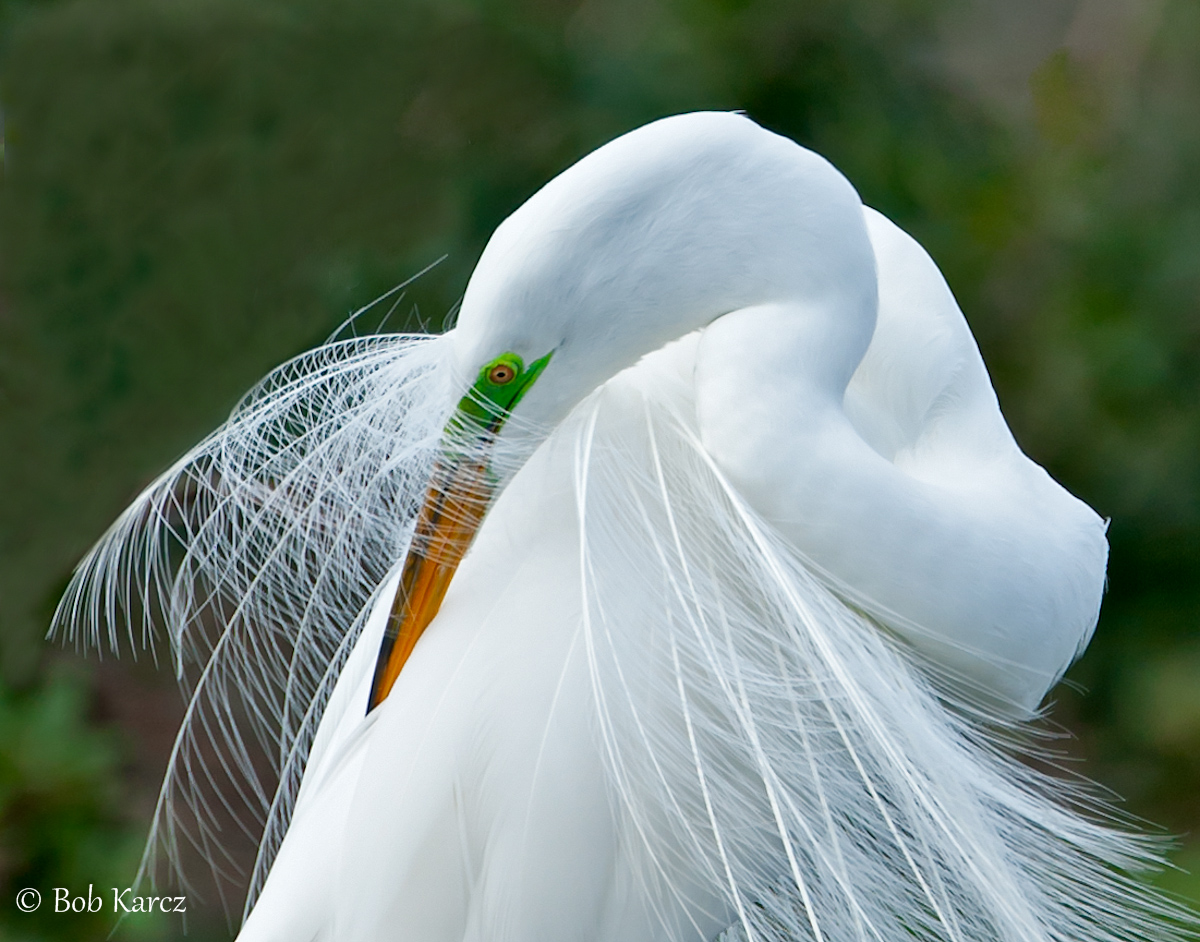 Great Egret Pose