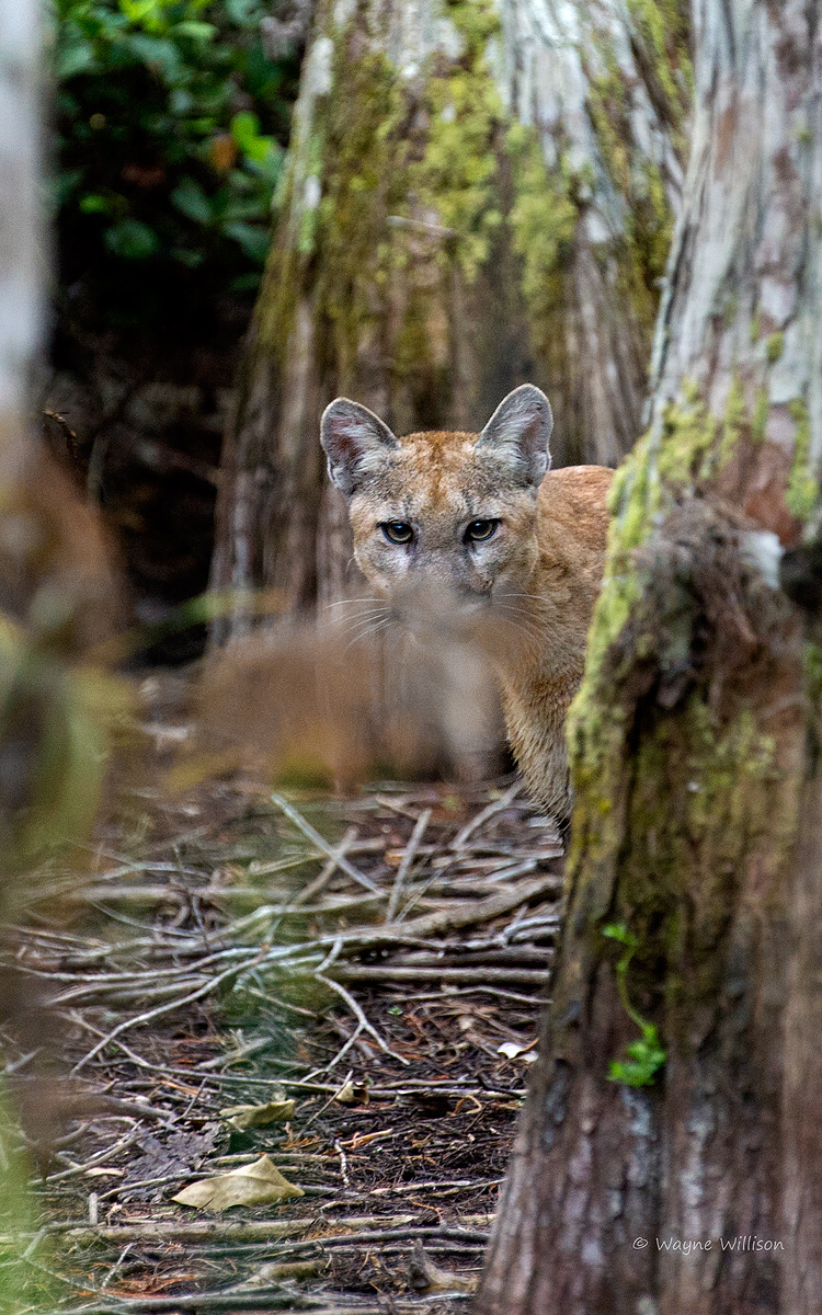 Florida Panther 
