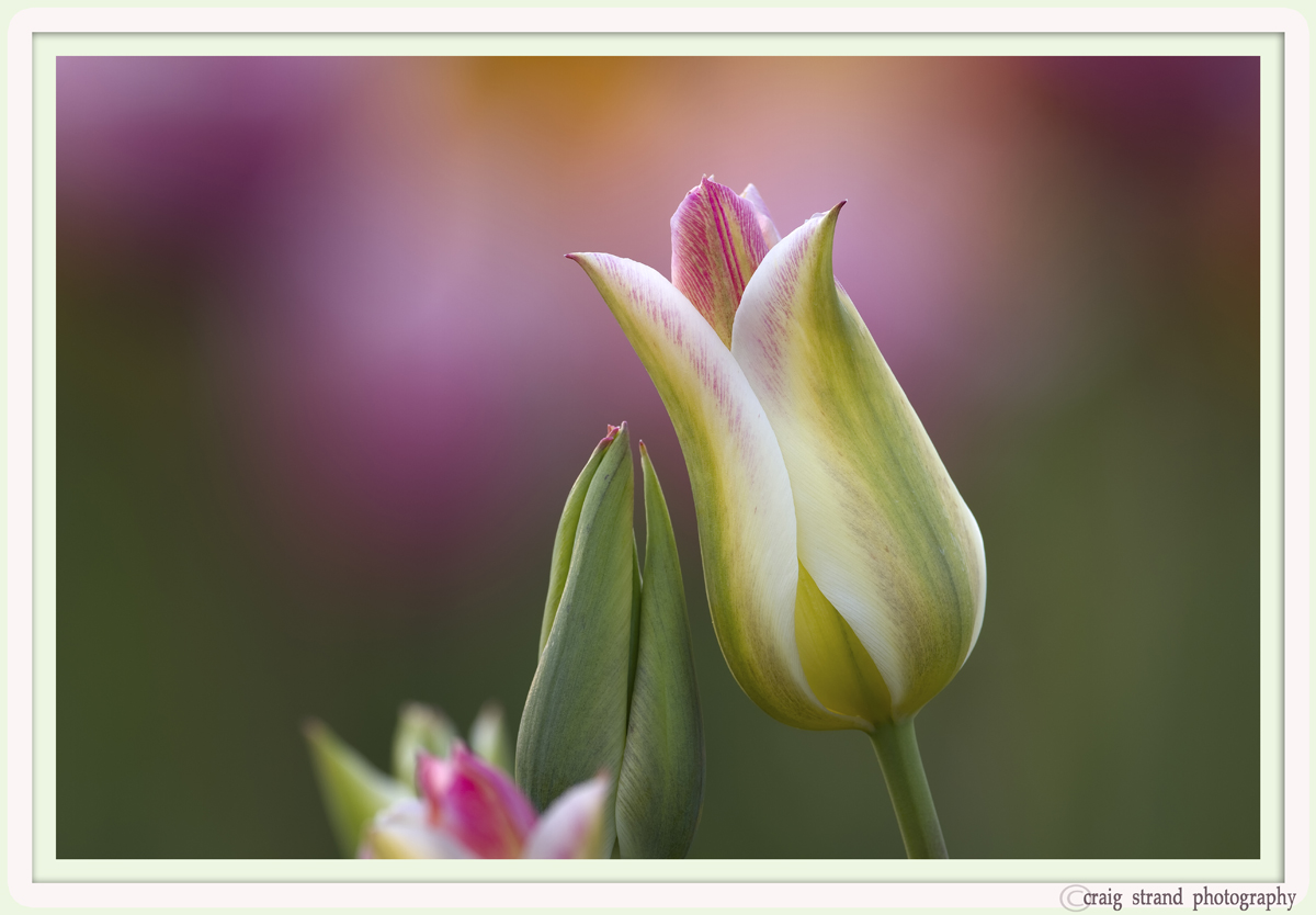 Spring Green Tulips