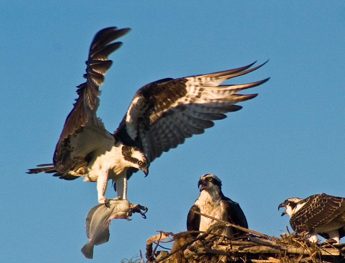 Osprey Breakfast WC481