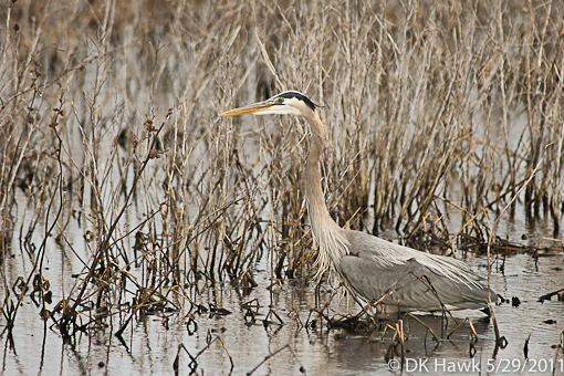 Early Morning Heron
