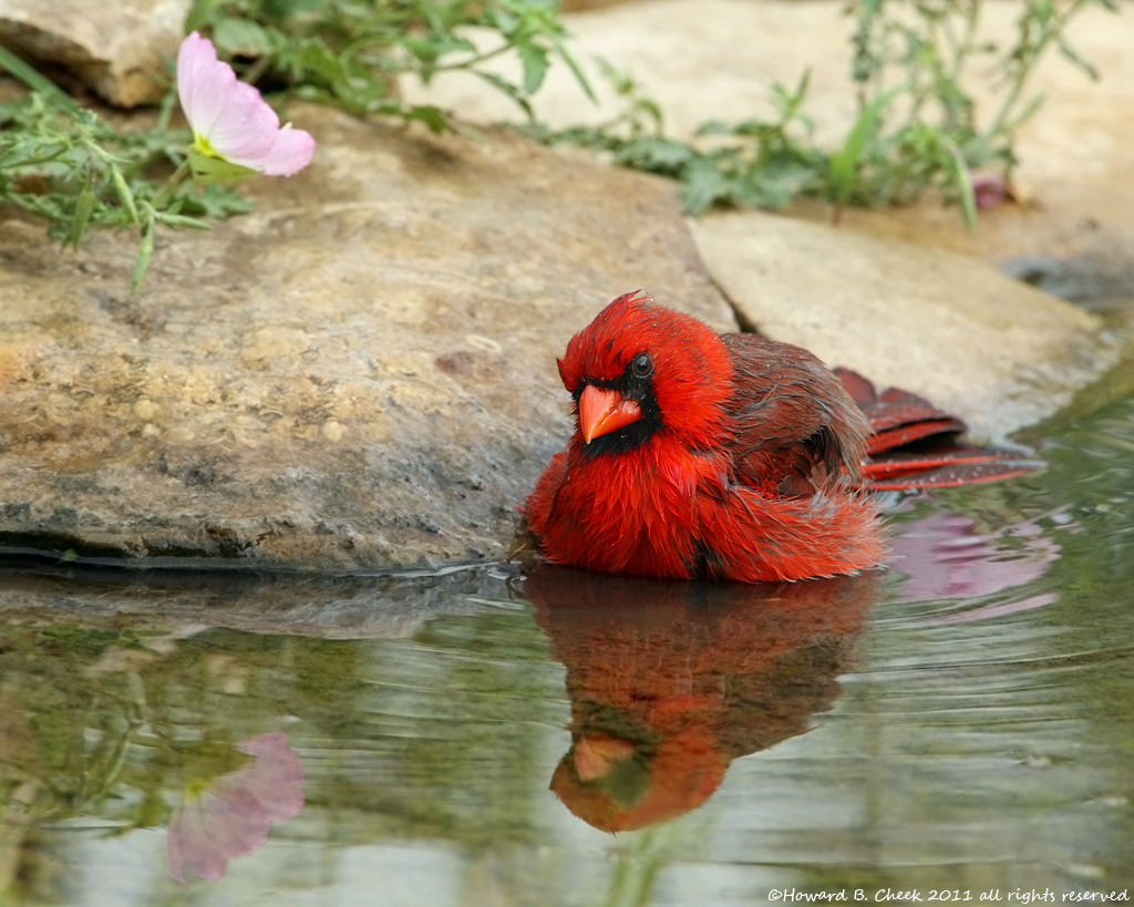 Primrose Waters