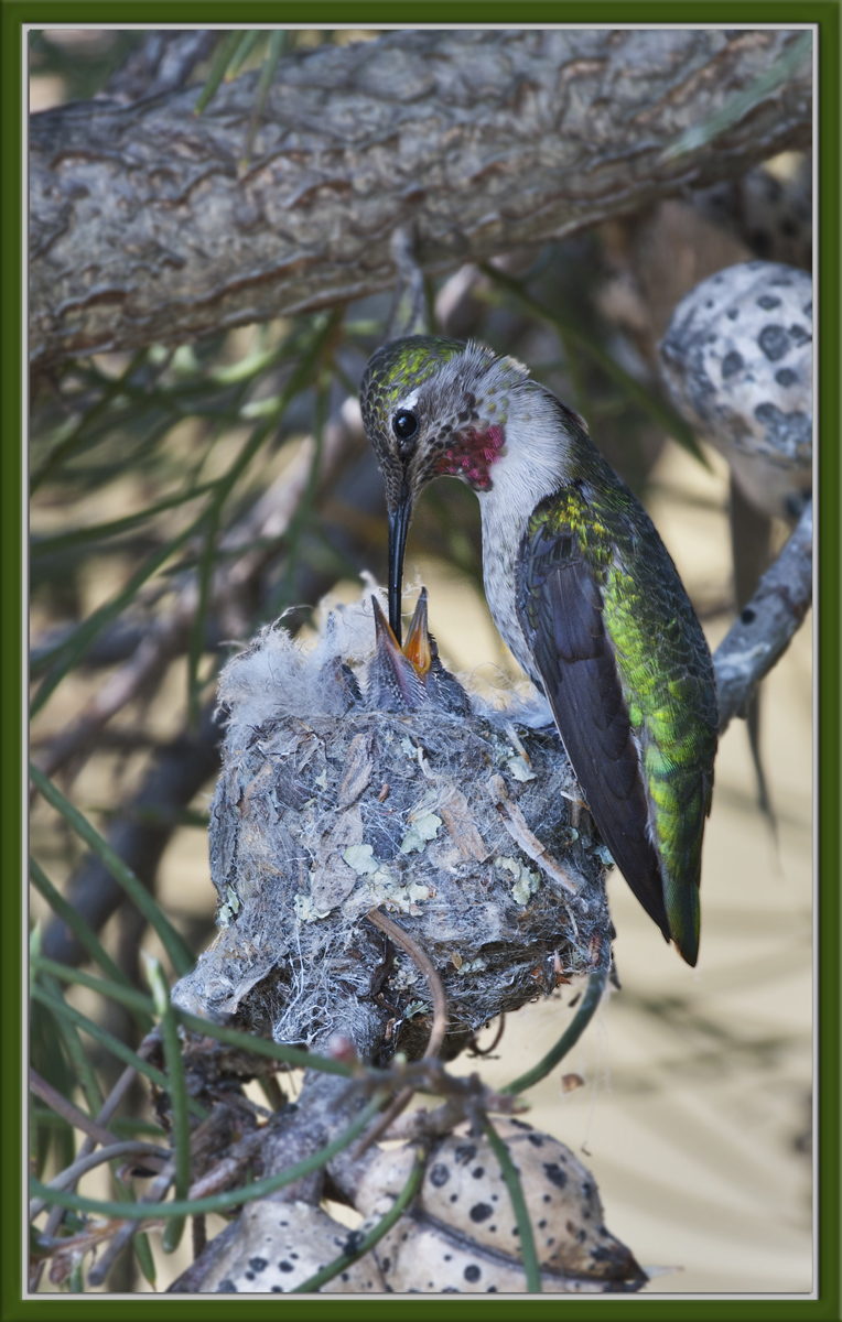 Hummer + Chicks