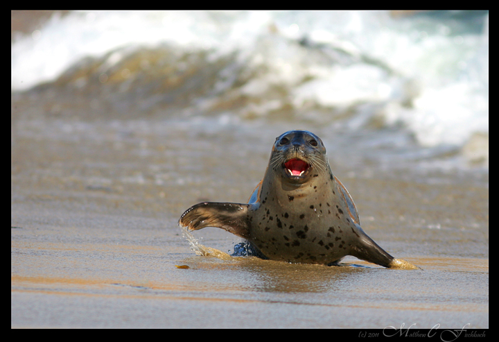 Pupping Season