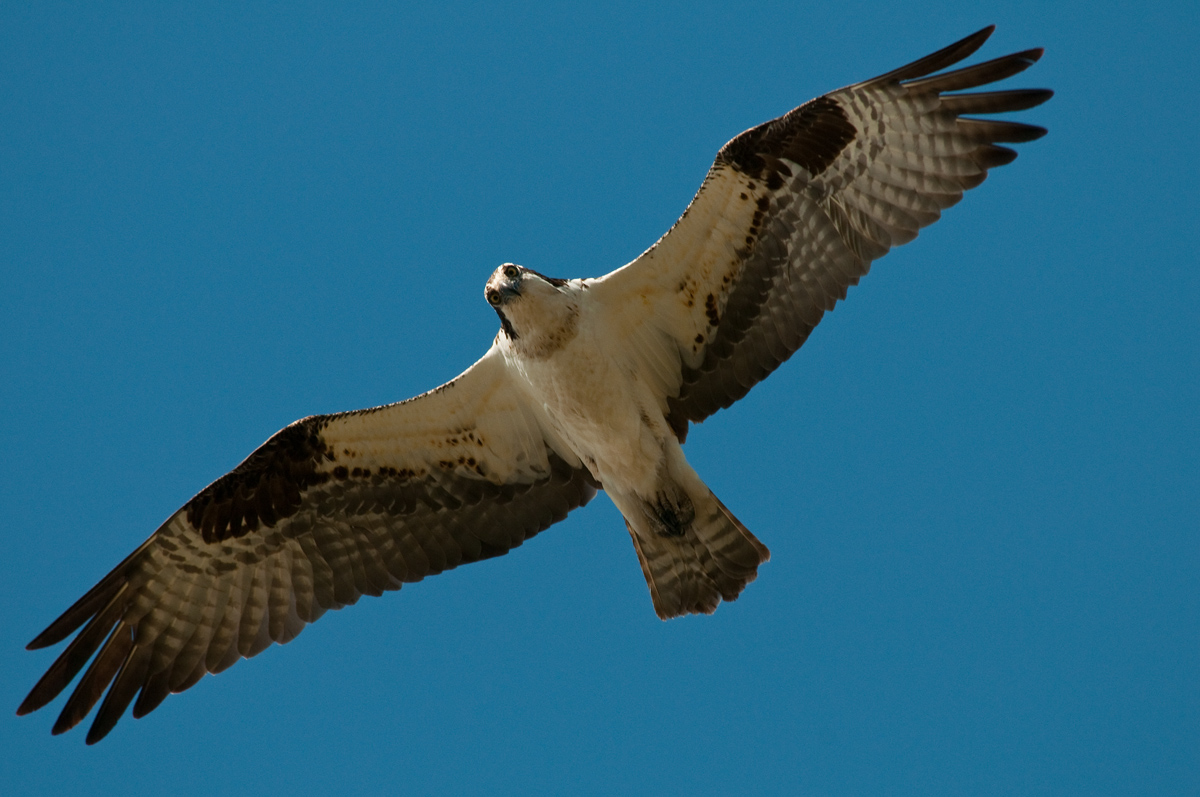 osprey 2