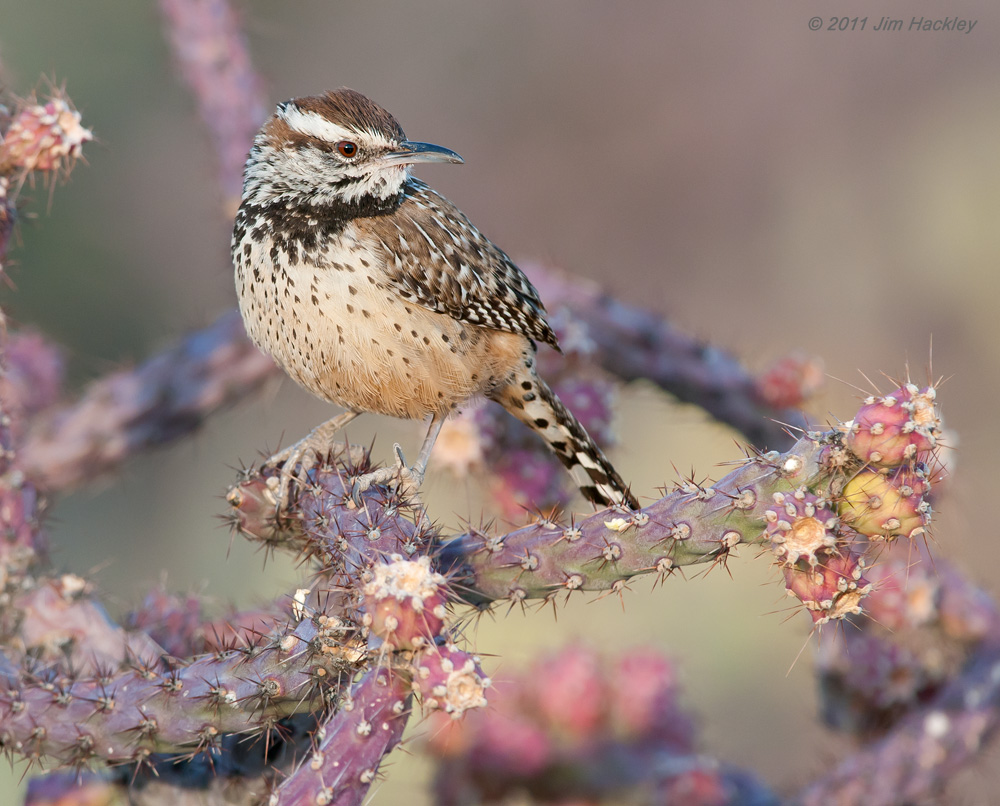 Cactus Wren 