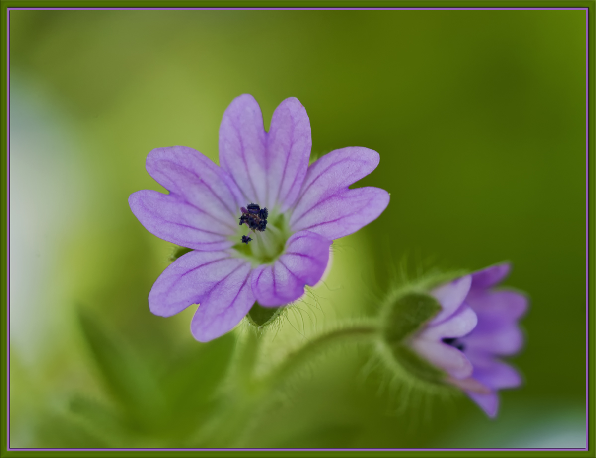 Tiny Dancer
