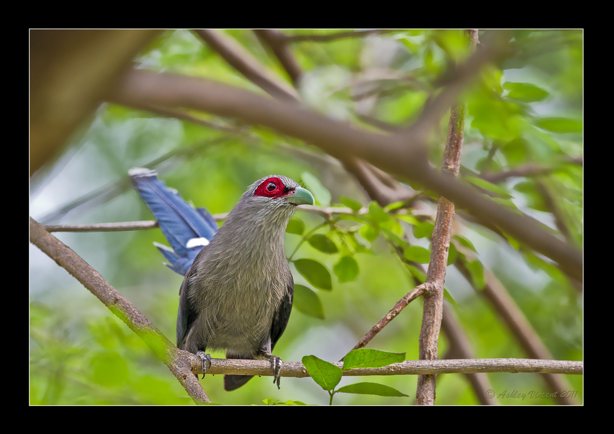 Green-Billed Malkoha