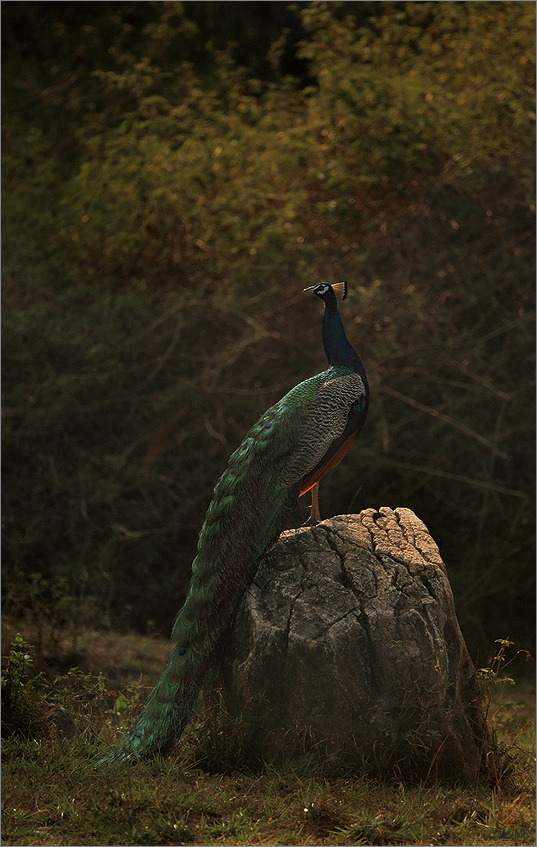 Peacock
