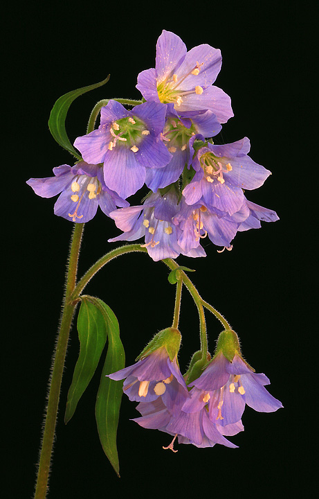 Jacob's Ladder flowers