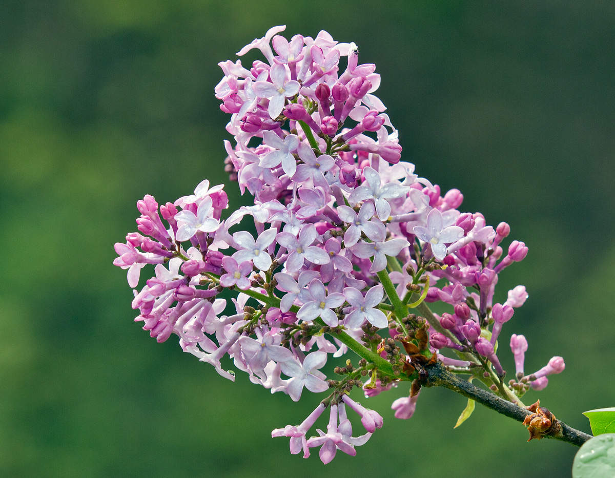 Spring Again + Repost