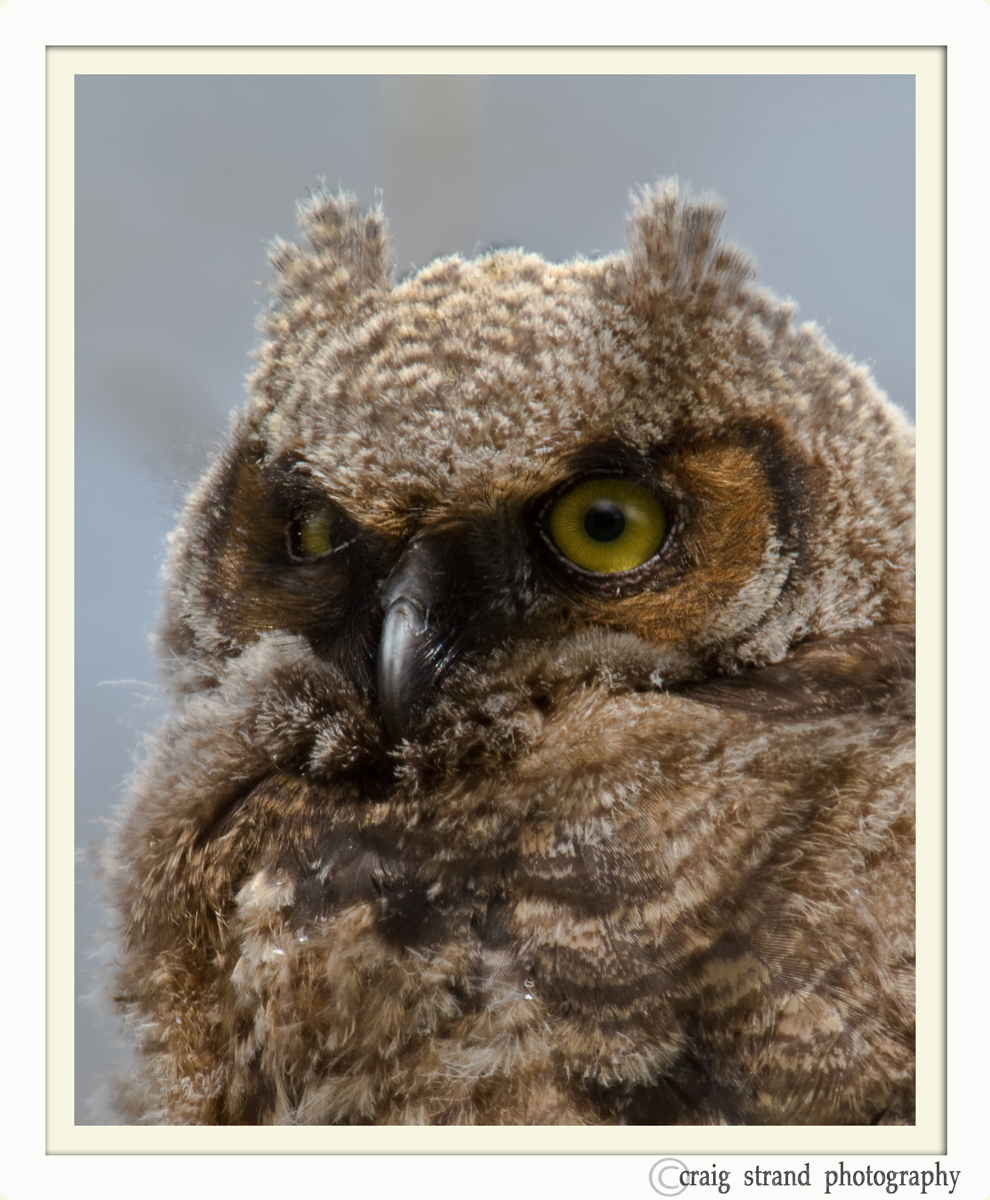 Out and About Fledgling