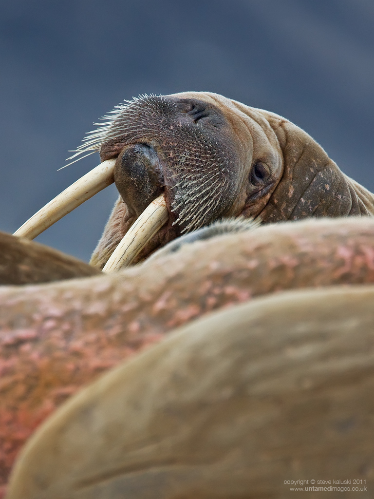 I'm a walrus, goo g'joob