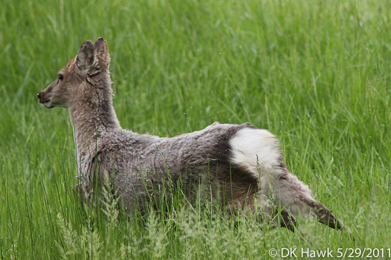 Deer ?