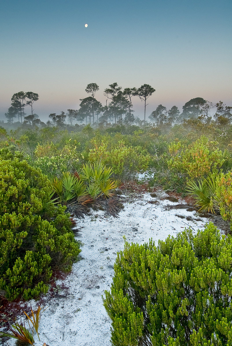 scrub dawn