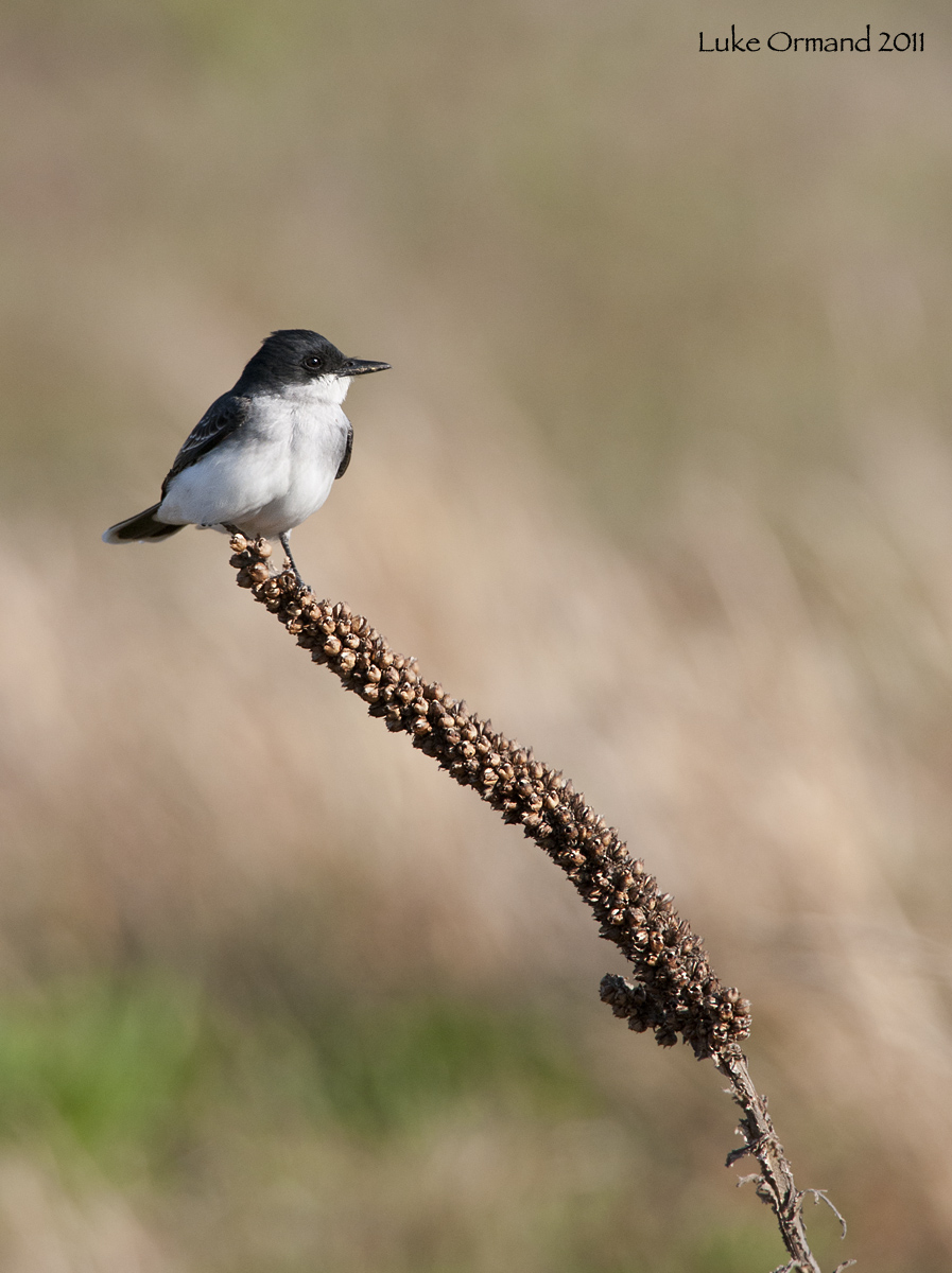 Eastern Kingbird