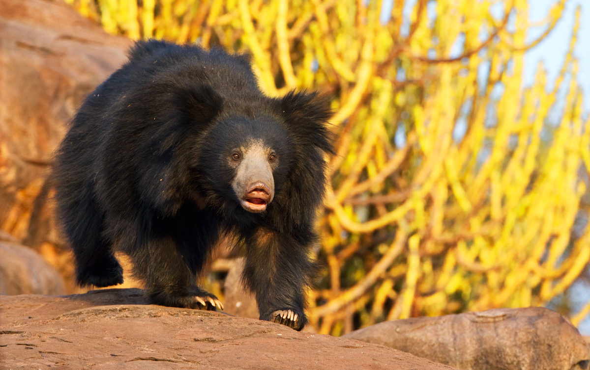 Sloth Bear