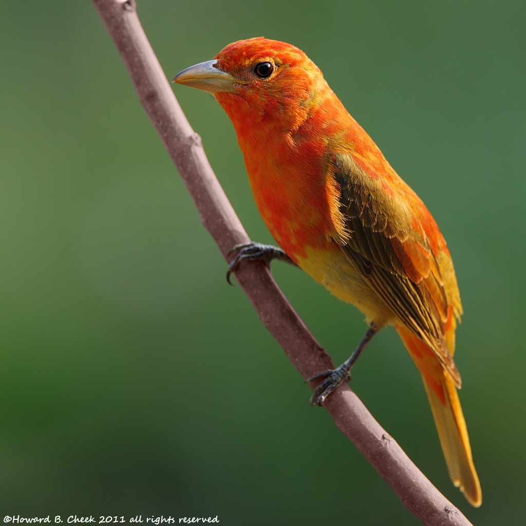 Summer Tanager @ Sunset
