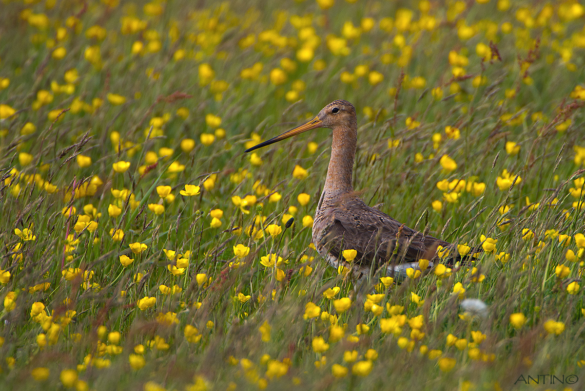 Black-tailed Godwit